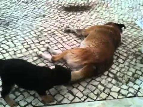 cachorro lambendo cu|Deixa o meu bumbum em paz!